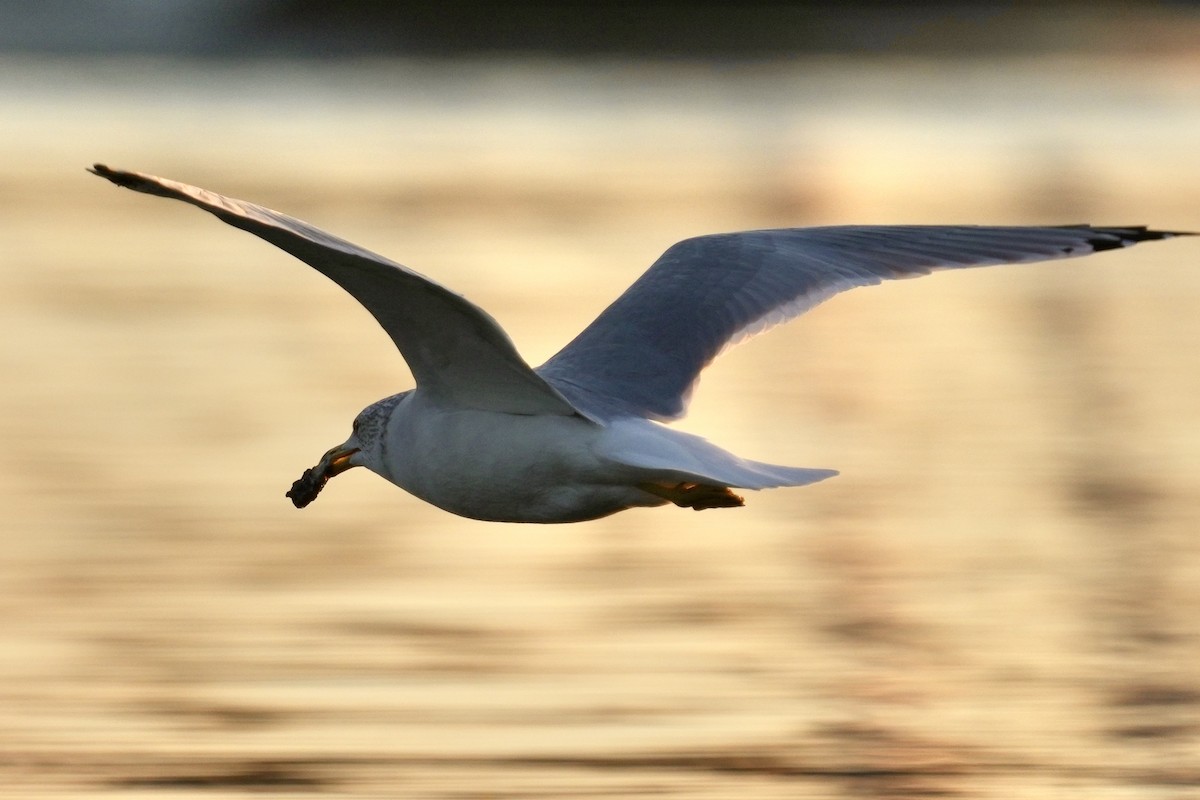 Ring-billed Gull - ML642614988