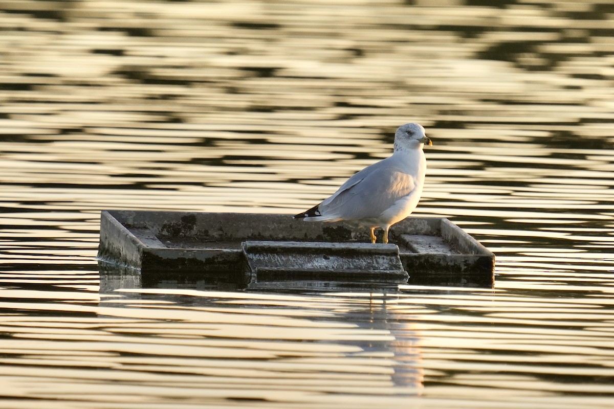 Ring-billed Gull - ML642614989