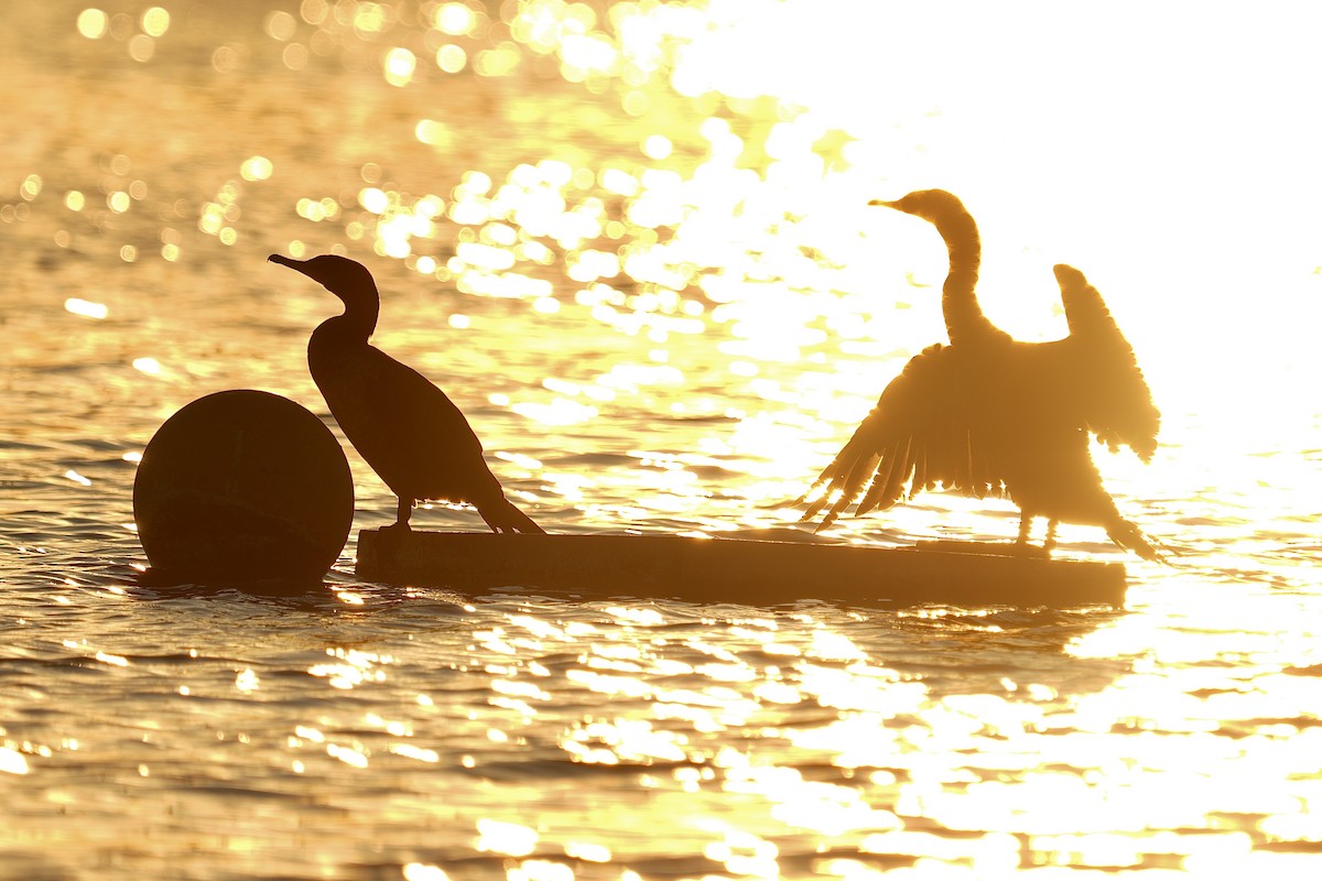 Double-crested Cormorant - ML642615012