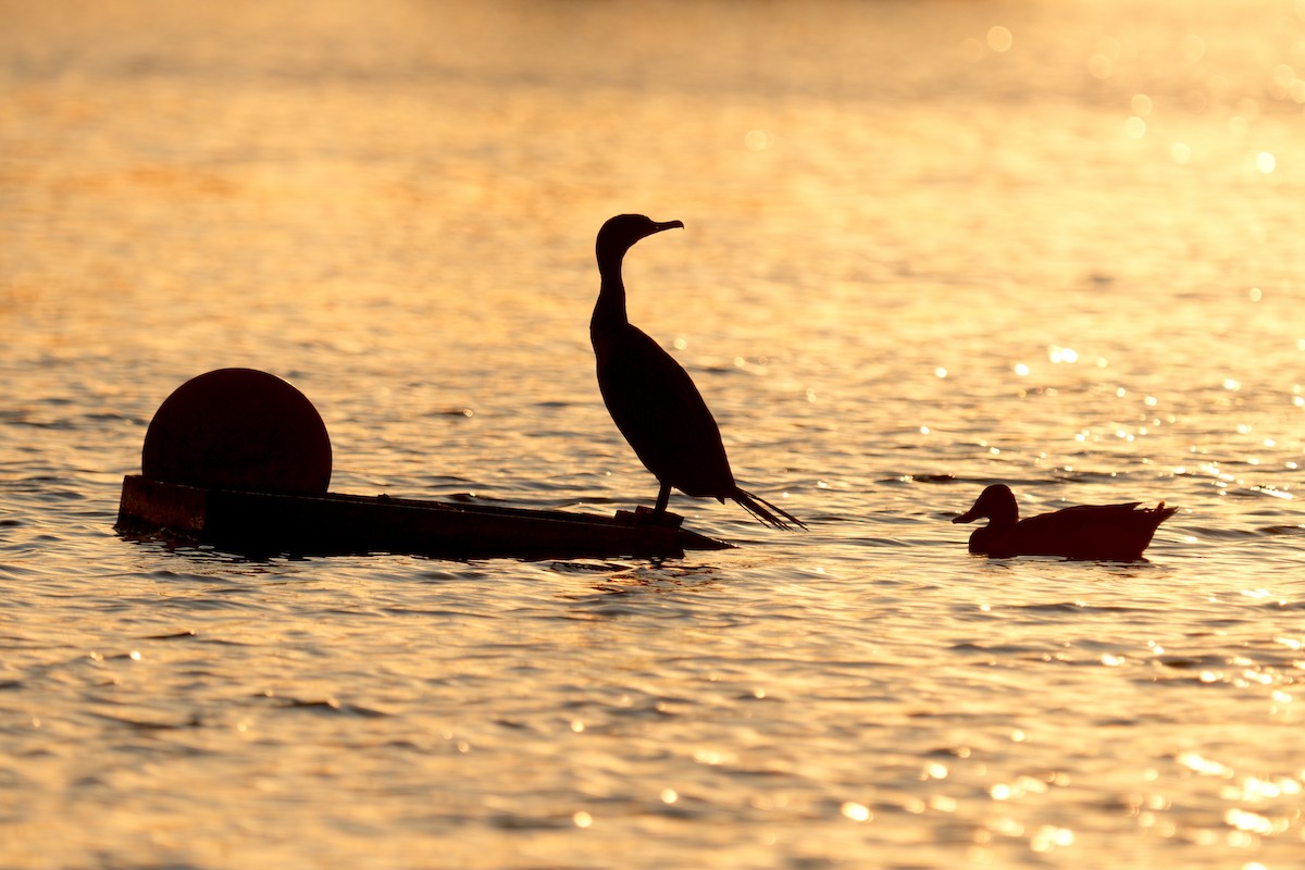 Double-crested Cormorant - ML642615013