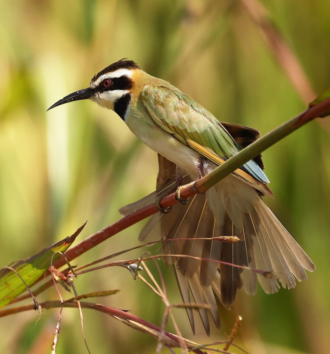 White-throated Bee-eater - ML642615019