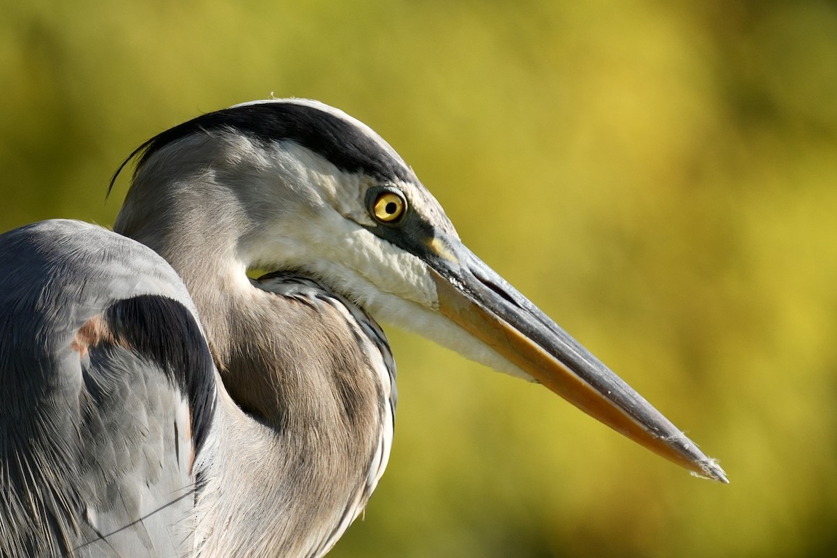 Great Blue Heron - ML642615032