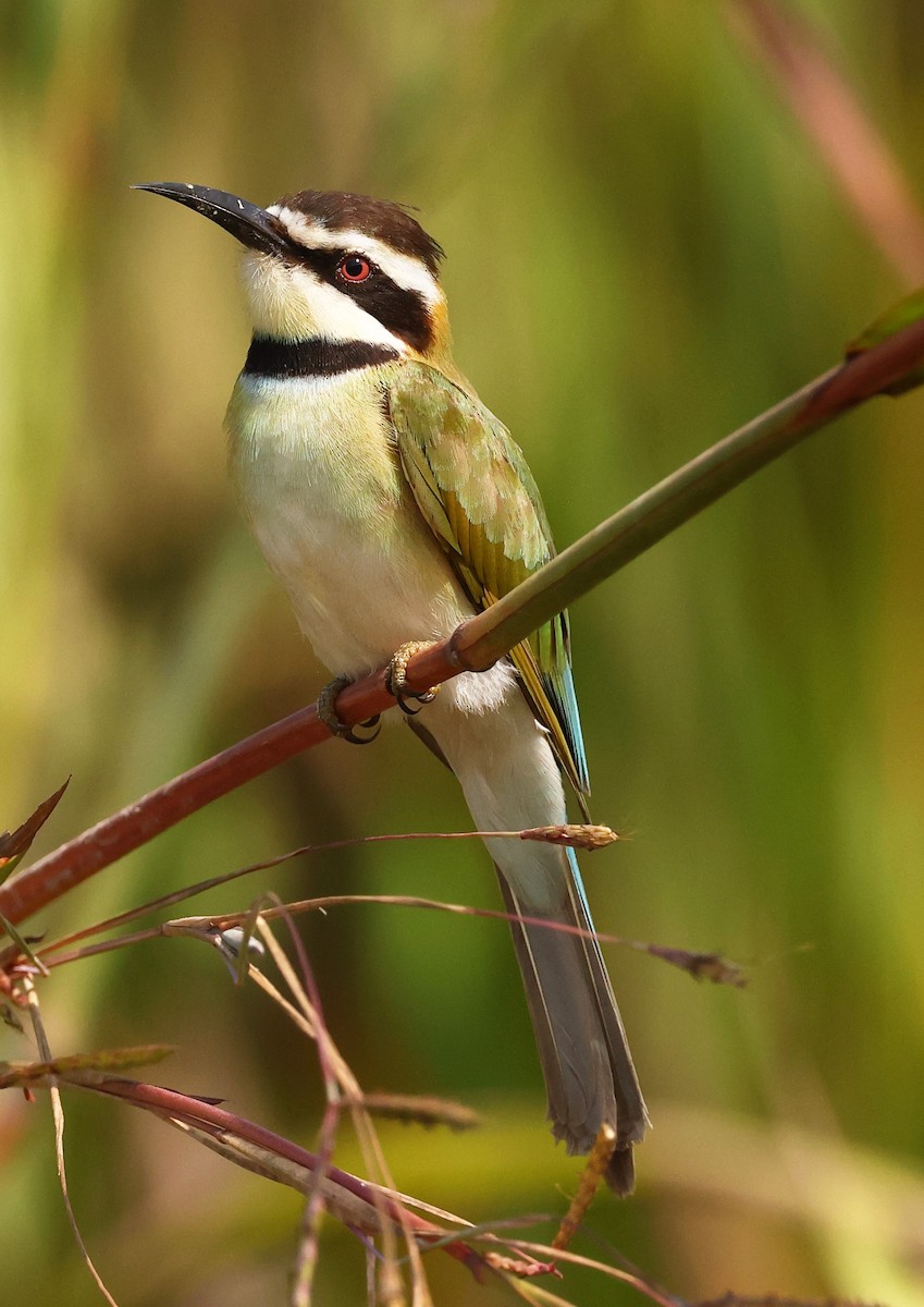 White-throated Bee-eater - ML642615036