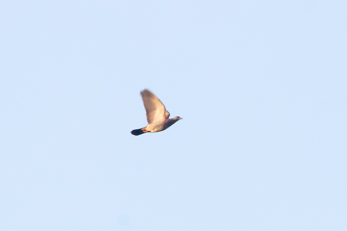 Pale-vented Pigeon - ML642615037