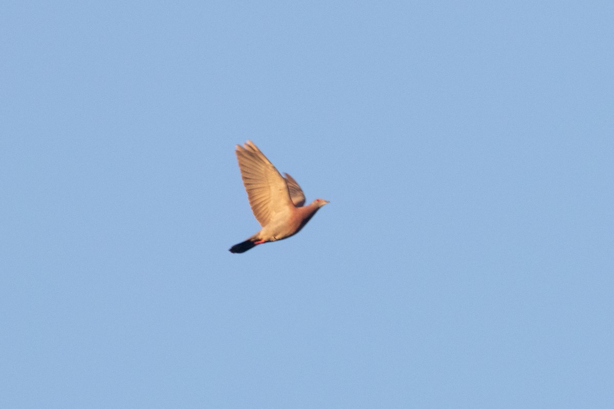 Pale-vented Pigeon - ML642615038