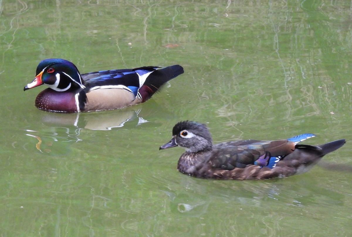 Wood Duck - ML642615046