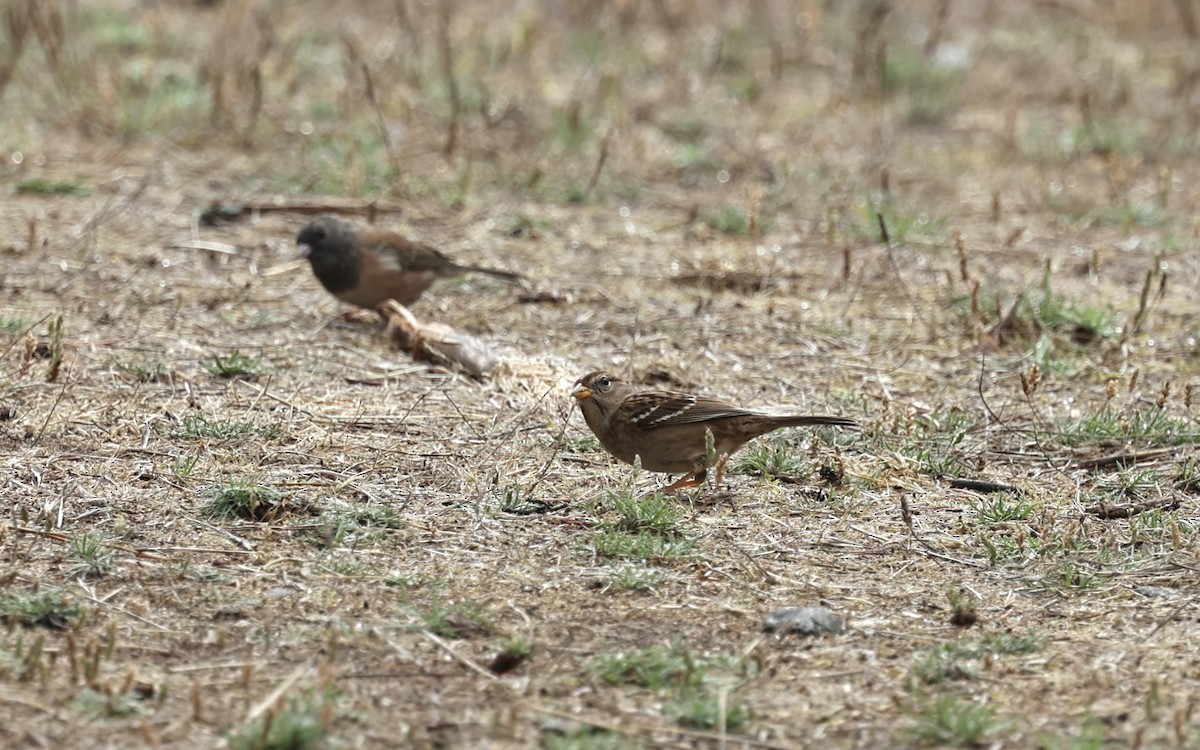 White-crowned Sparrow (Yellow-billed) - ML642615051