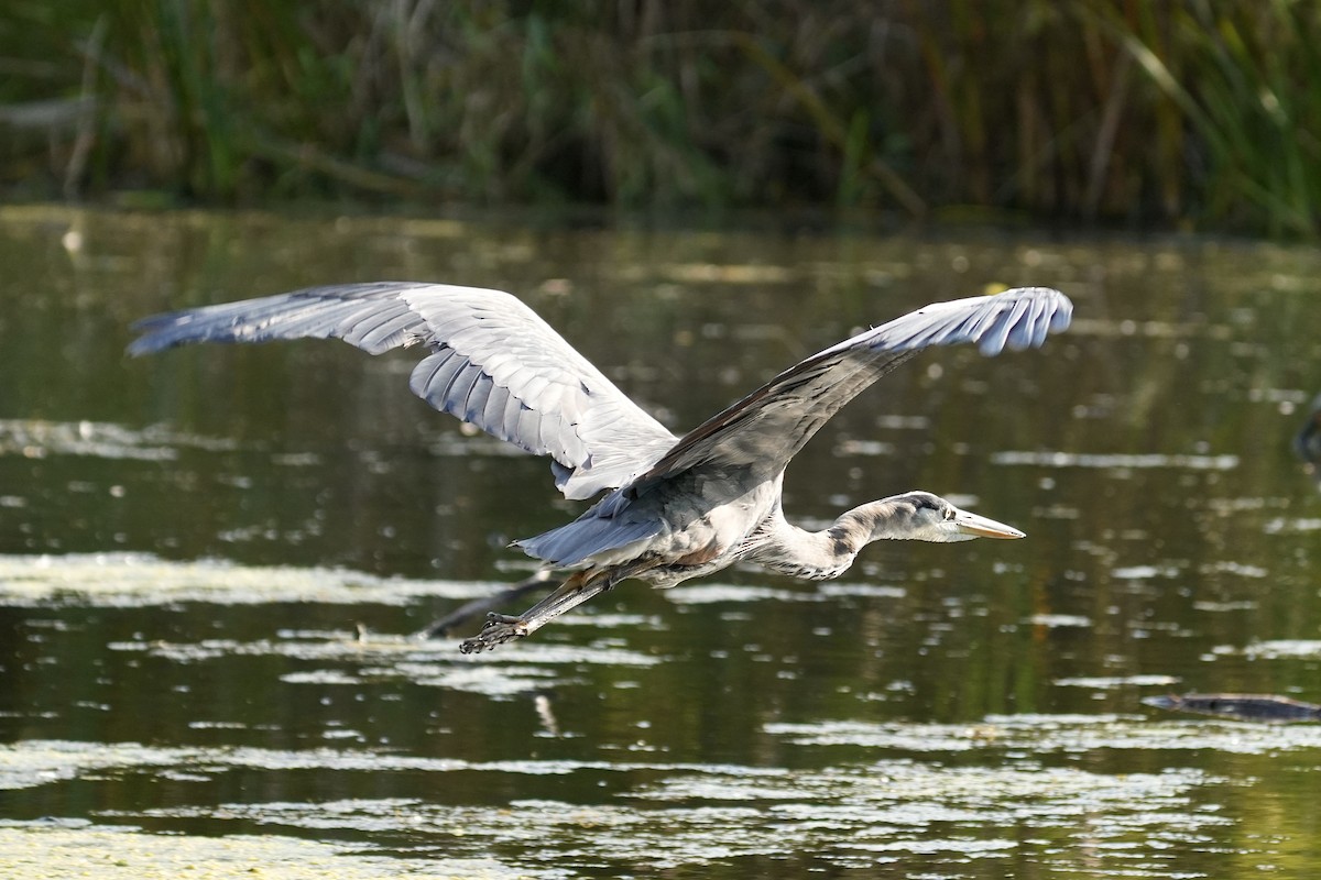 Great Blue Heron - ML642615053