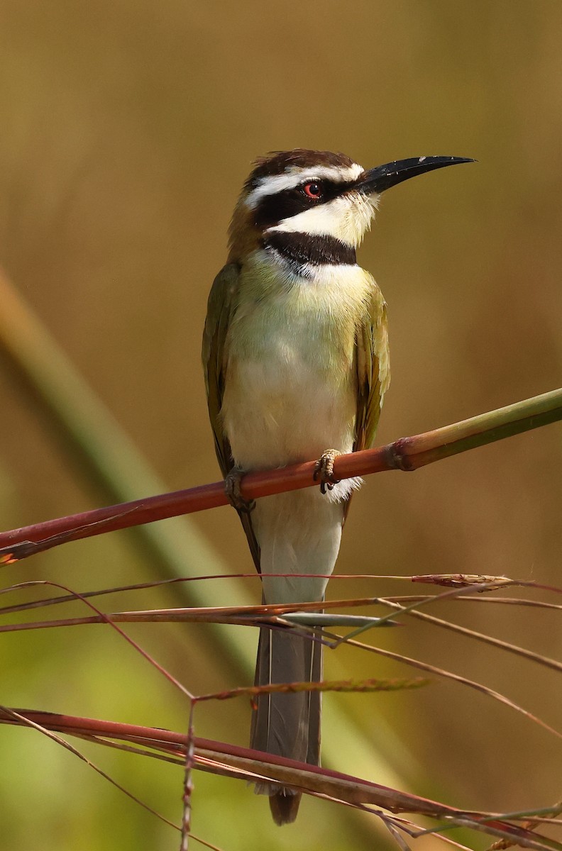 White-throated Bee-eater - ML642615054
