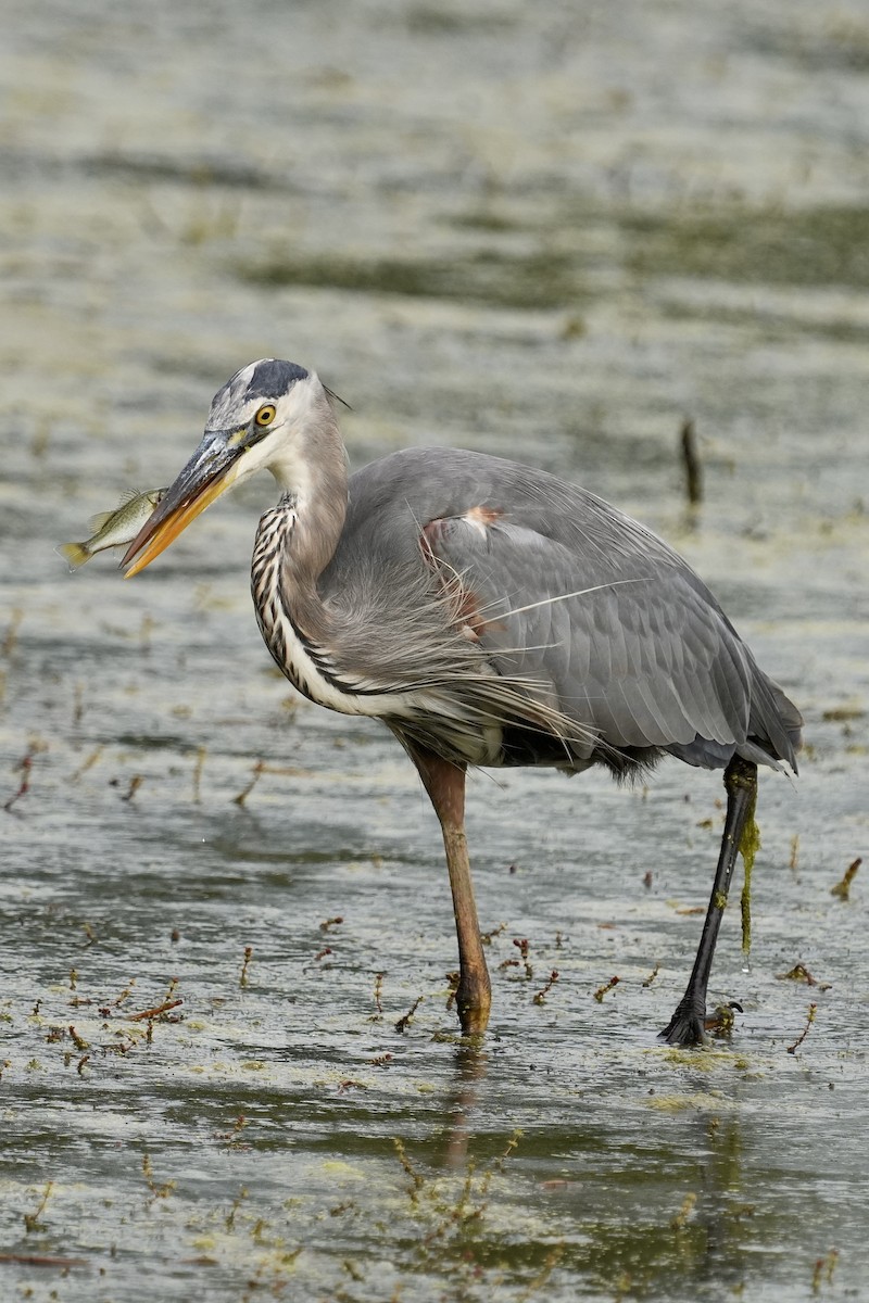 Great Blue Heron - ML642615055