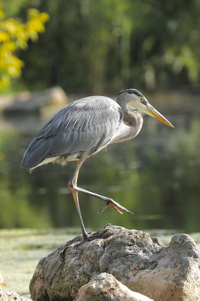 Great Blue Heron - ML642615056