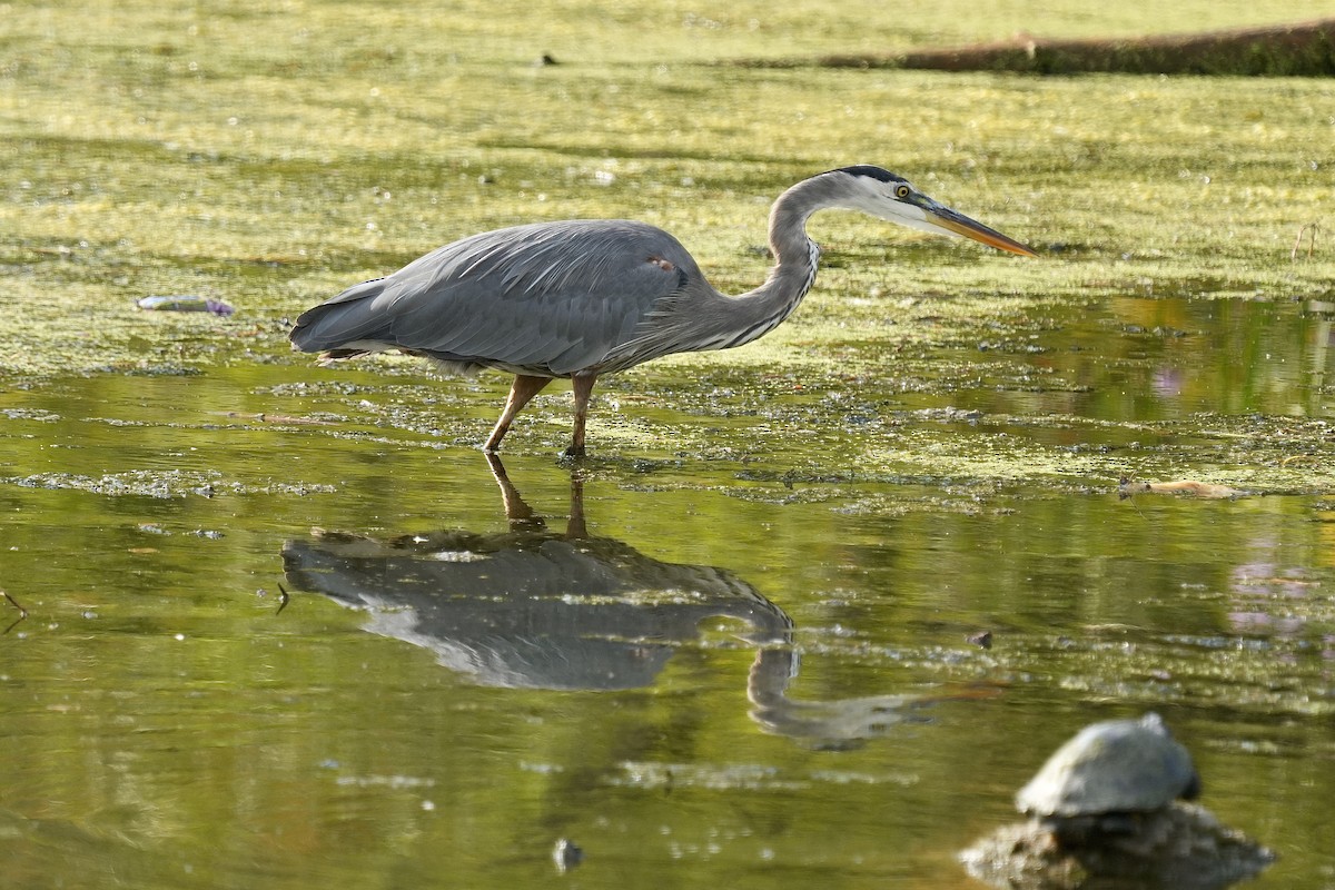 Great Blue Heron - ML642615060