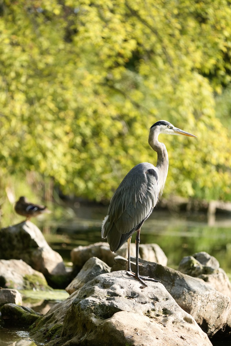 Great Blue Heron - ML642615061