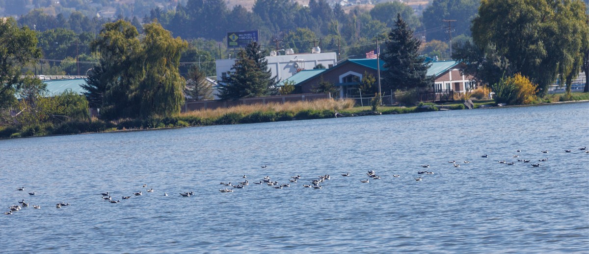 Franklin's Gull - ML642615072