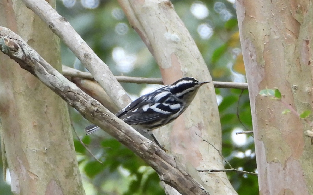Black-and-white Warbler - ML642615077