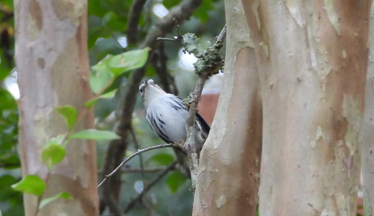 Black-and-white Warbler - ML642615079