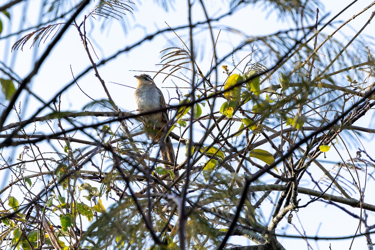 Striped Cuckoo - ML642615082