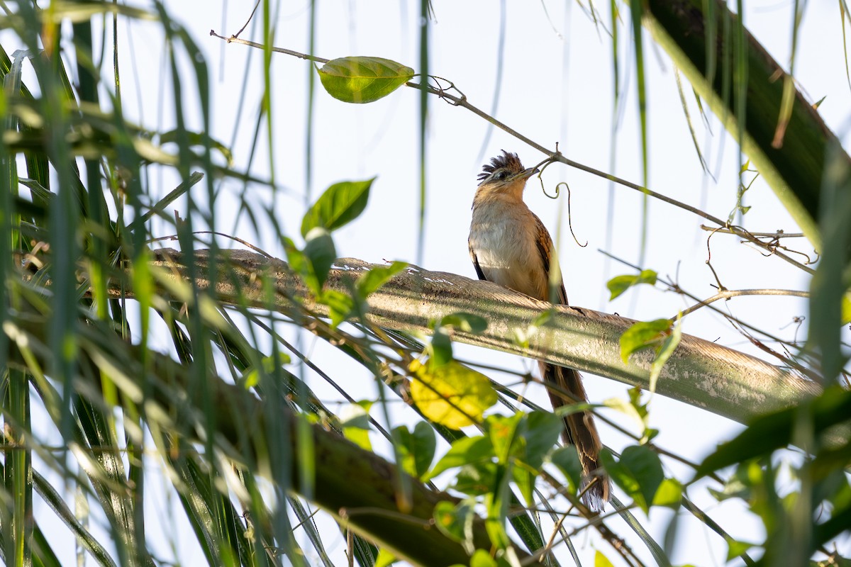 Striped Cuckoo - ML642615083