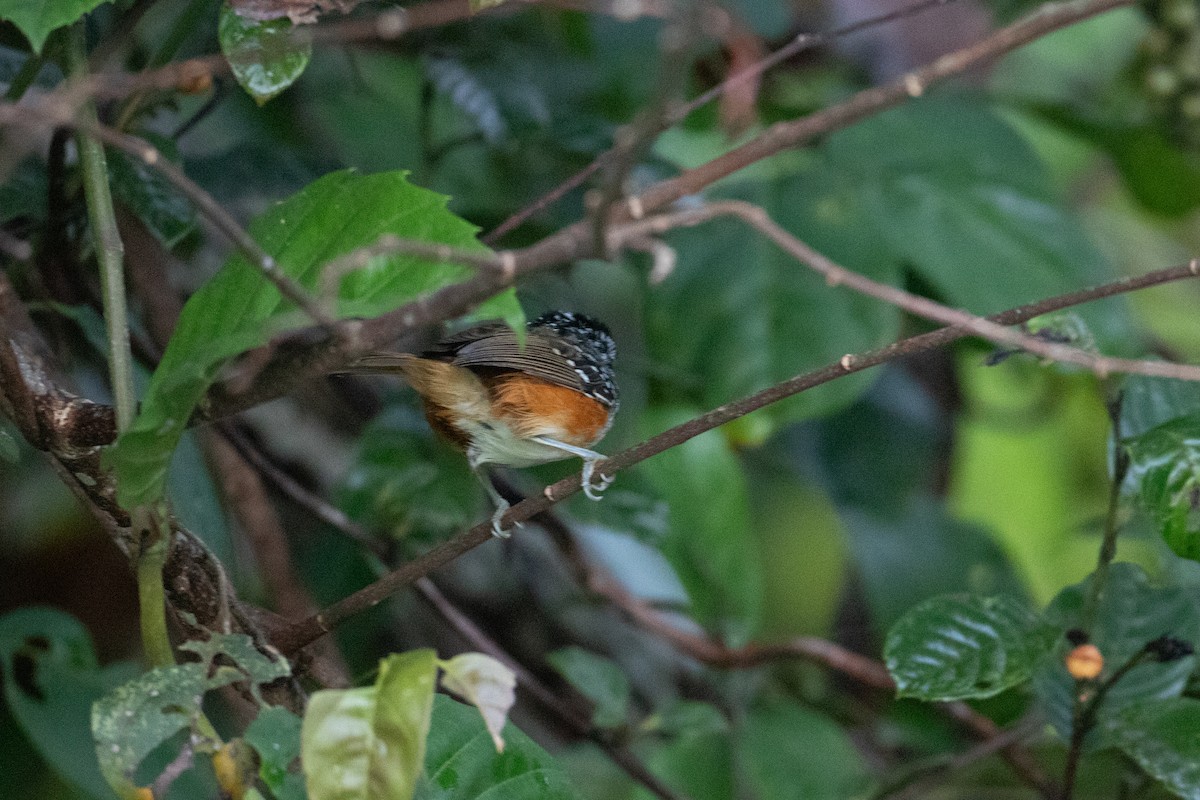 Peruvian Warbling-Antbird - ML642615087