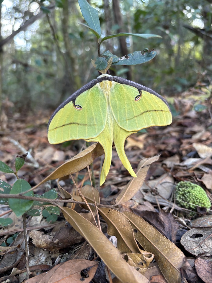 Animals - ML642615089