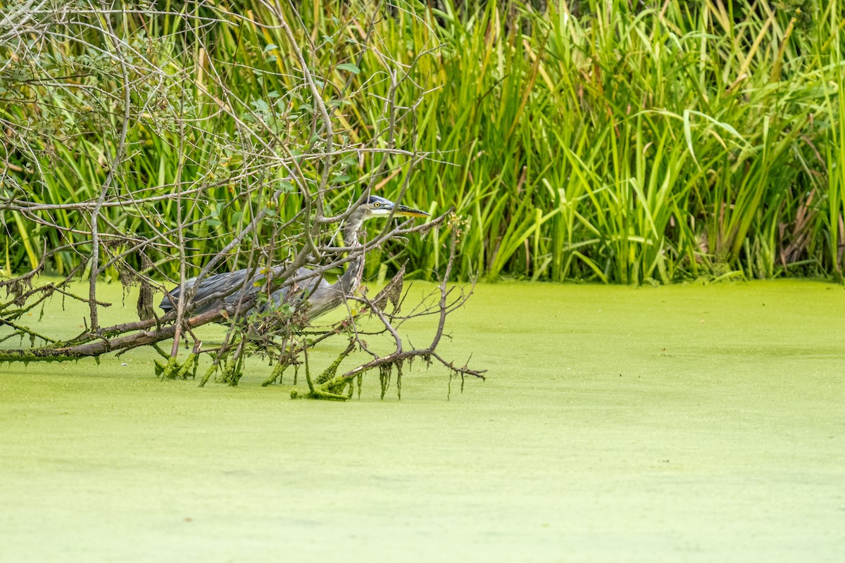 Great Blue Heron - ML642615091