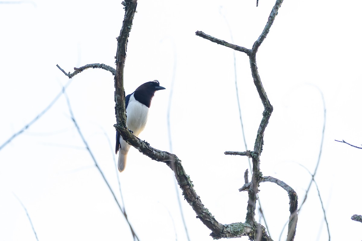 Curl-crested Jay - ML642615092