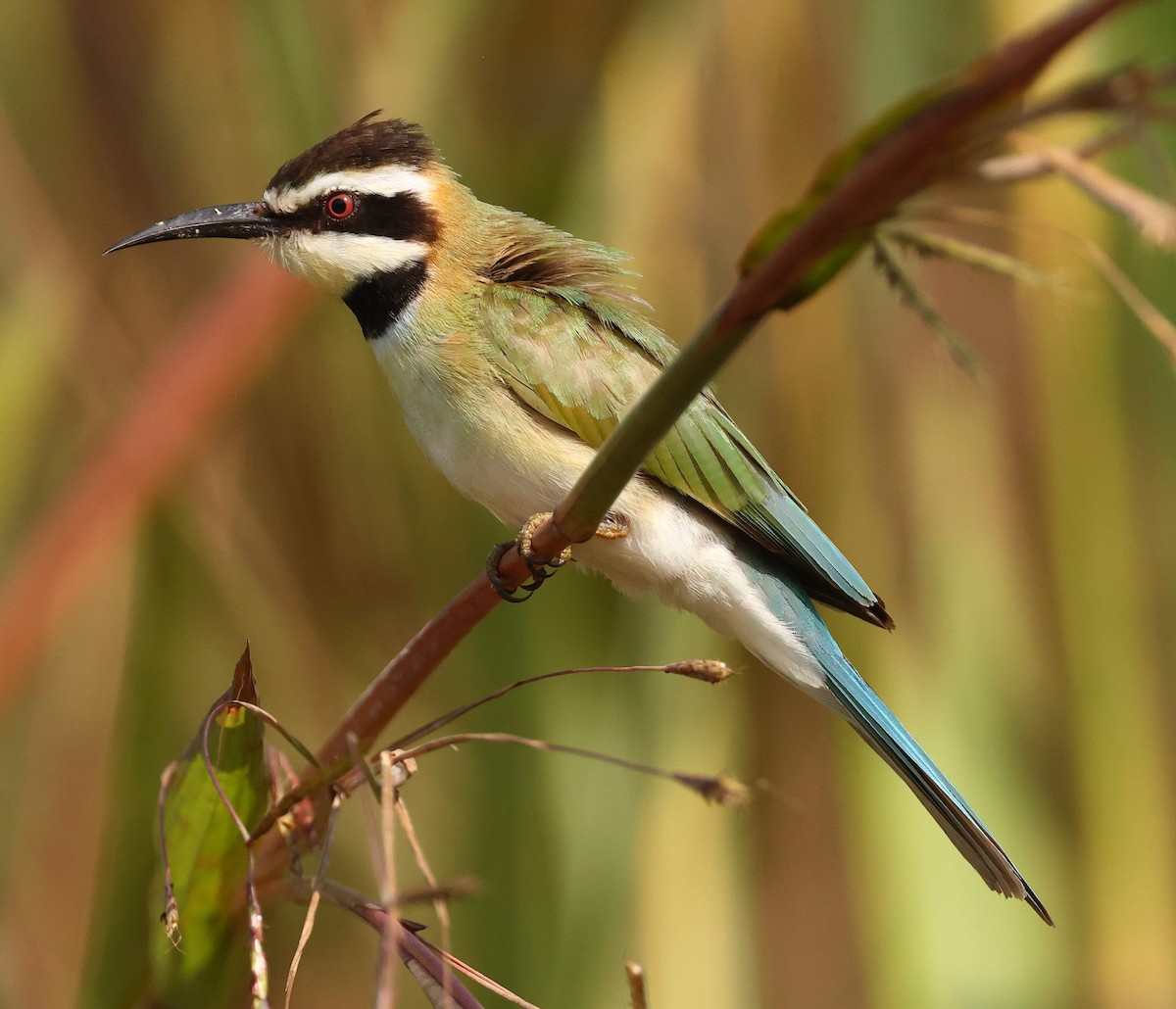 White-throated Bee-eater - ML642615095