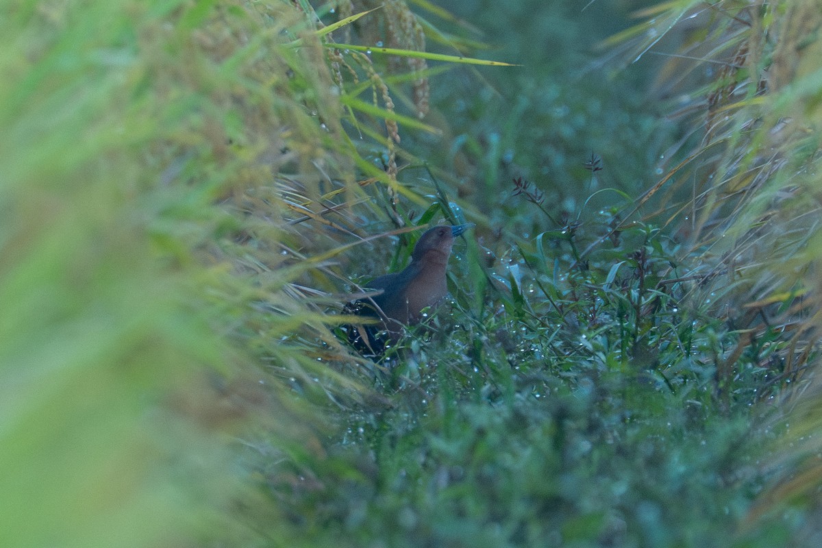 damrikse - ML642615114