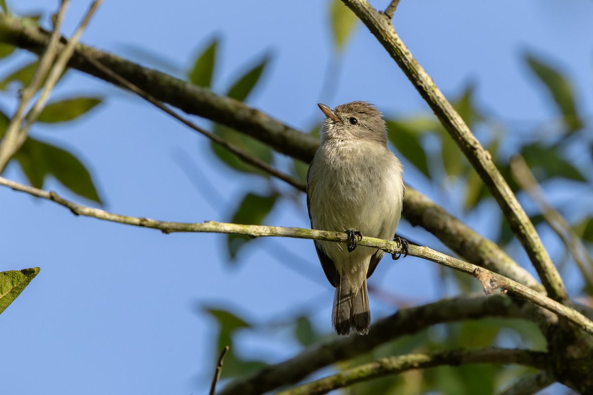 Southern Beardless-Tyrannulet - ML642615118
