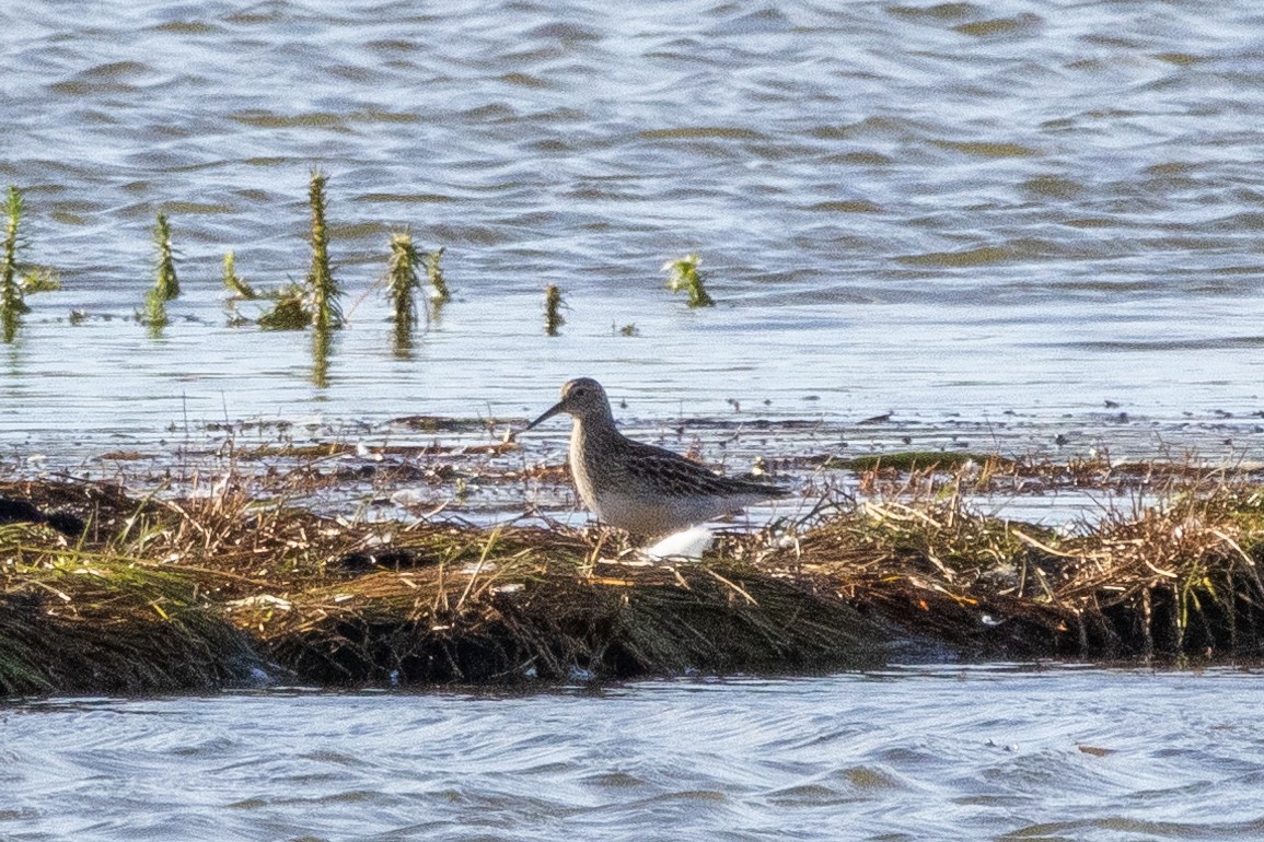 jespák skvrnitý - ML642615119