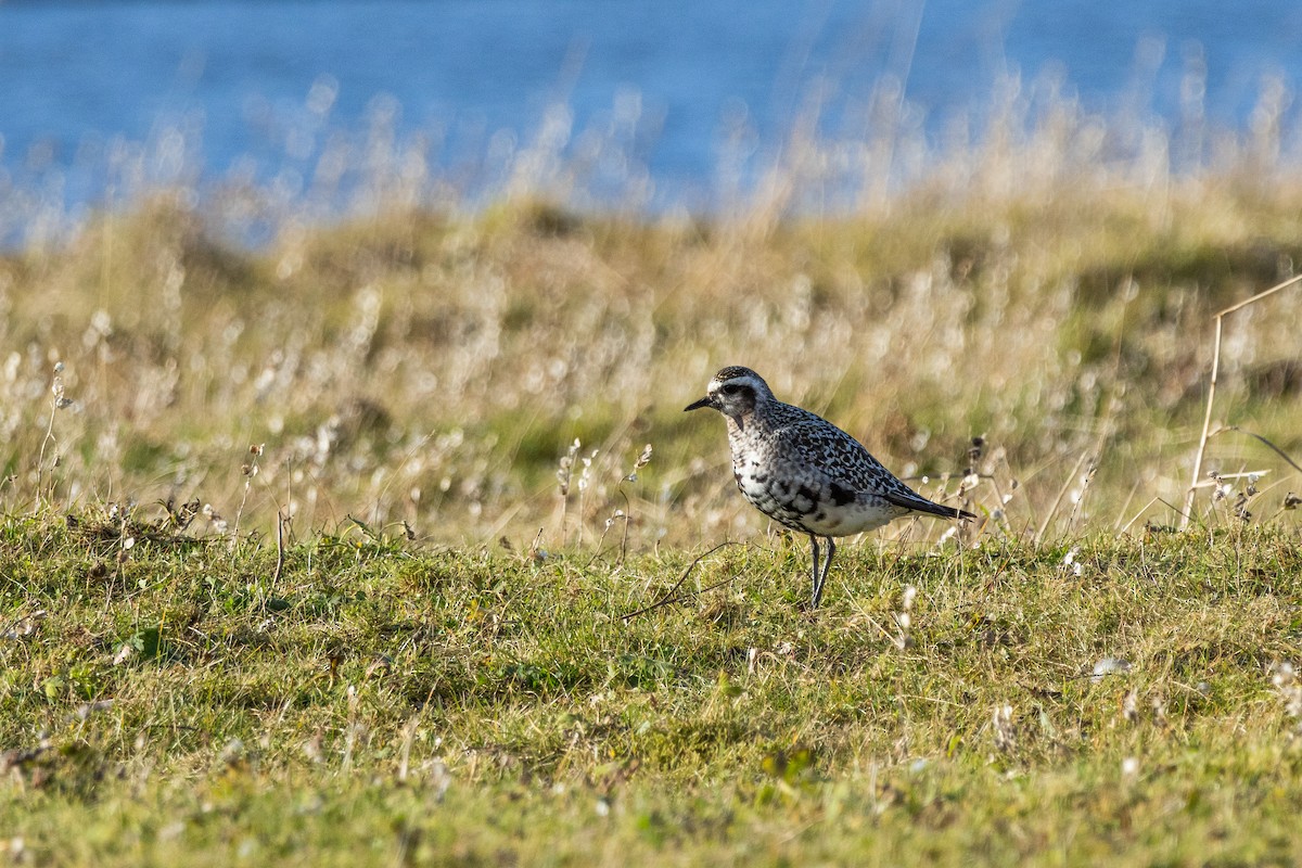 kulík hnědokřídlý - ML642615136