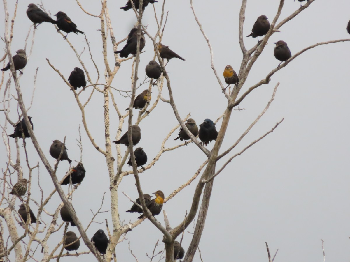 Yellow-headed Blackbird - ML642615146
