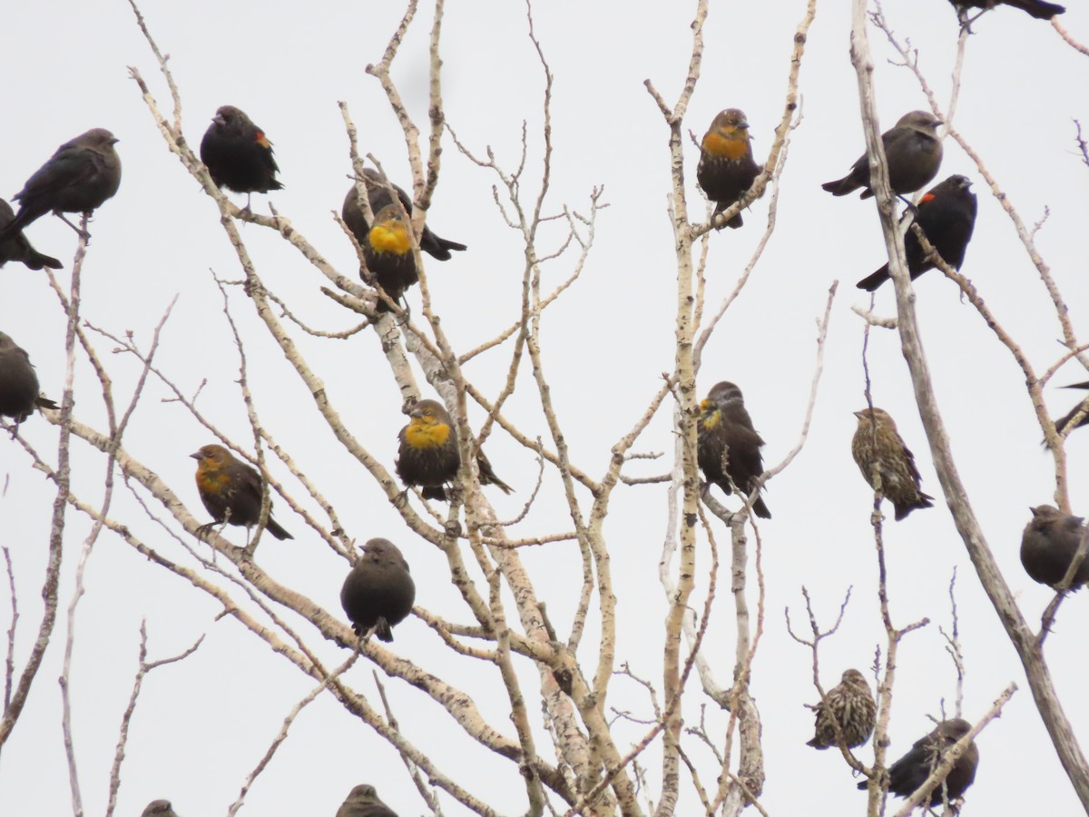 Yellow-headed Blackbird - ML642615147