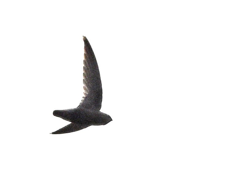 Gray-rumped Swift - ML642615168