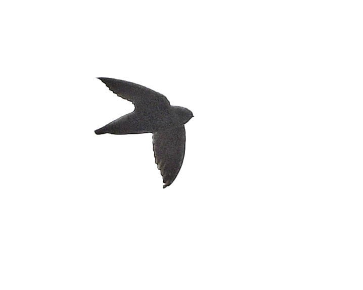 Gray-rumped Swift - ML642615169
