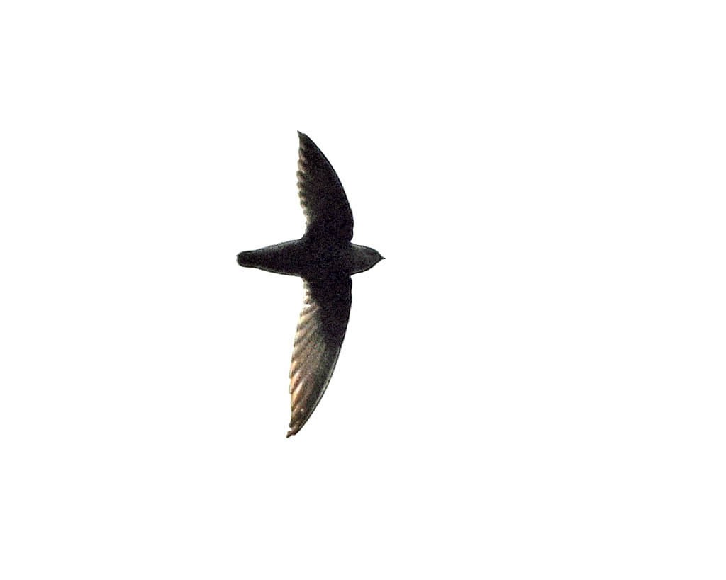 Gray-rumped Swift - ML642615170