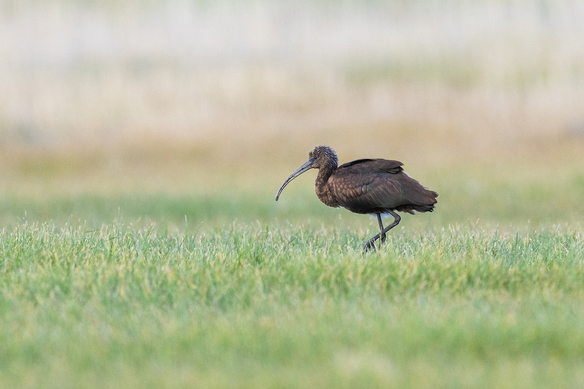 ibis hnědý - ML642615180