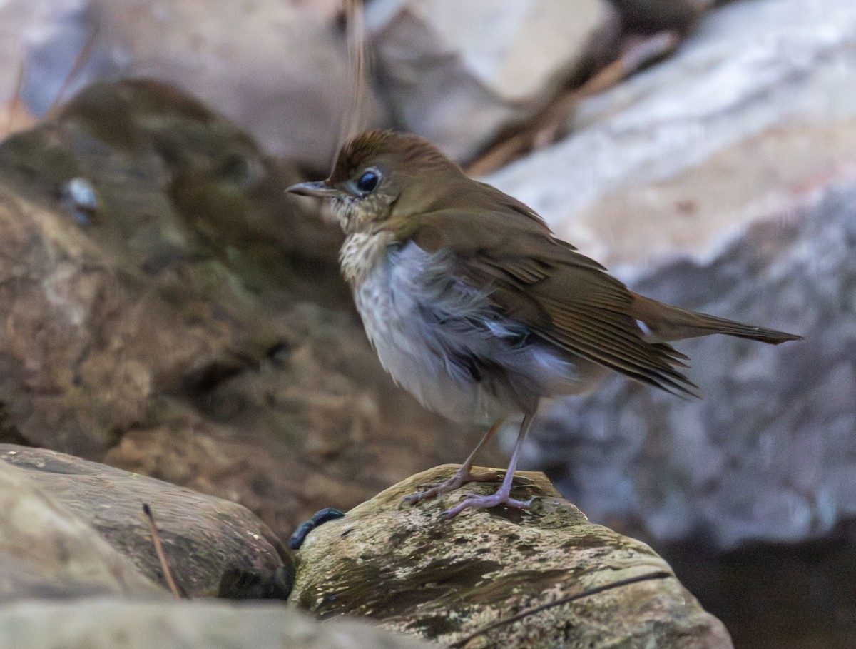 Veery - ML642615183