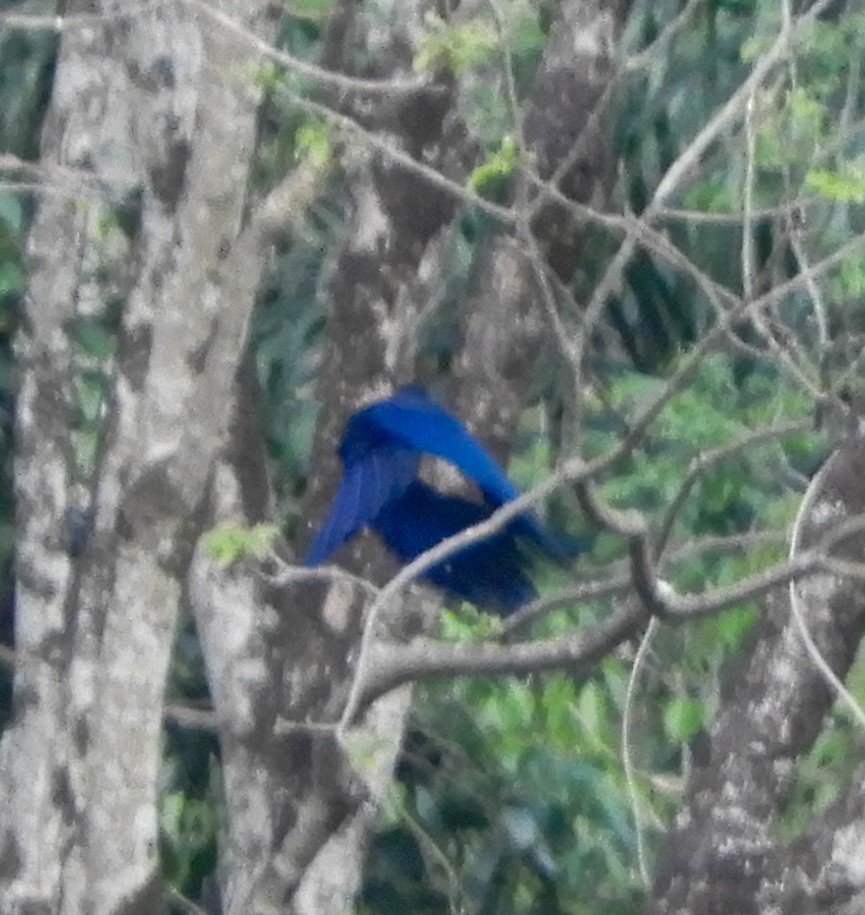 Greater Ani - ML642615189