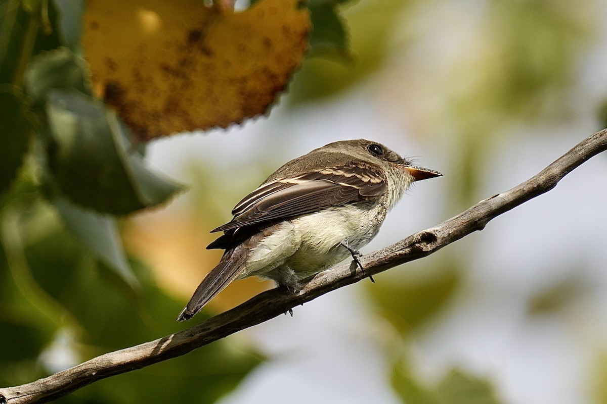 Eastern Wood-Pewee - ML642615190