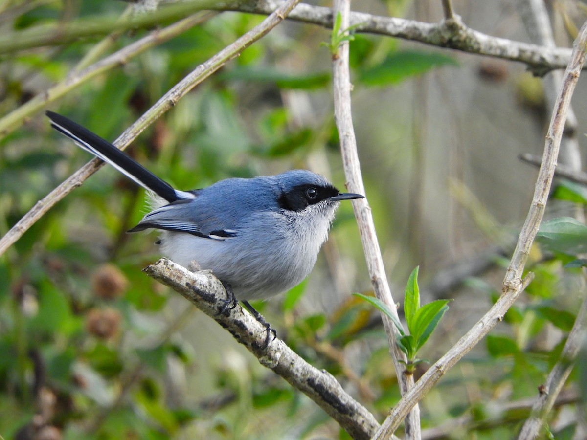 Masked Gnatcatcher - ML642615202