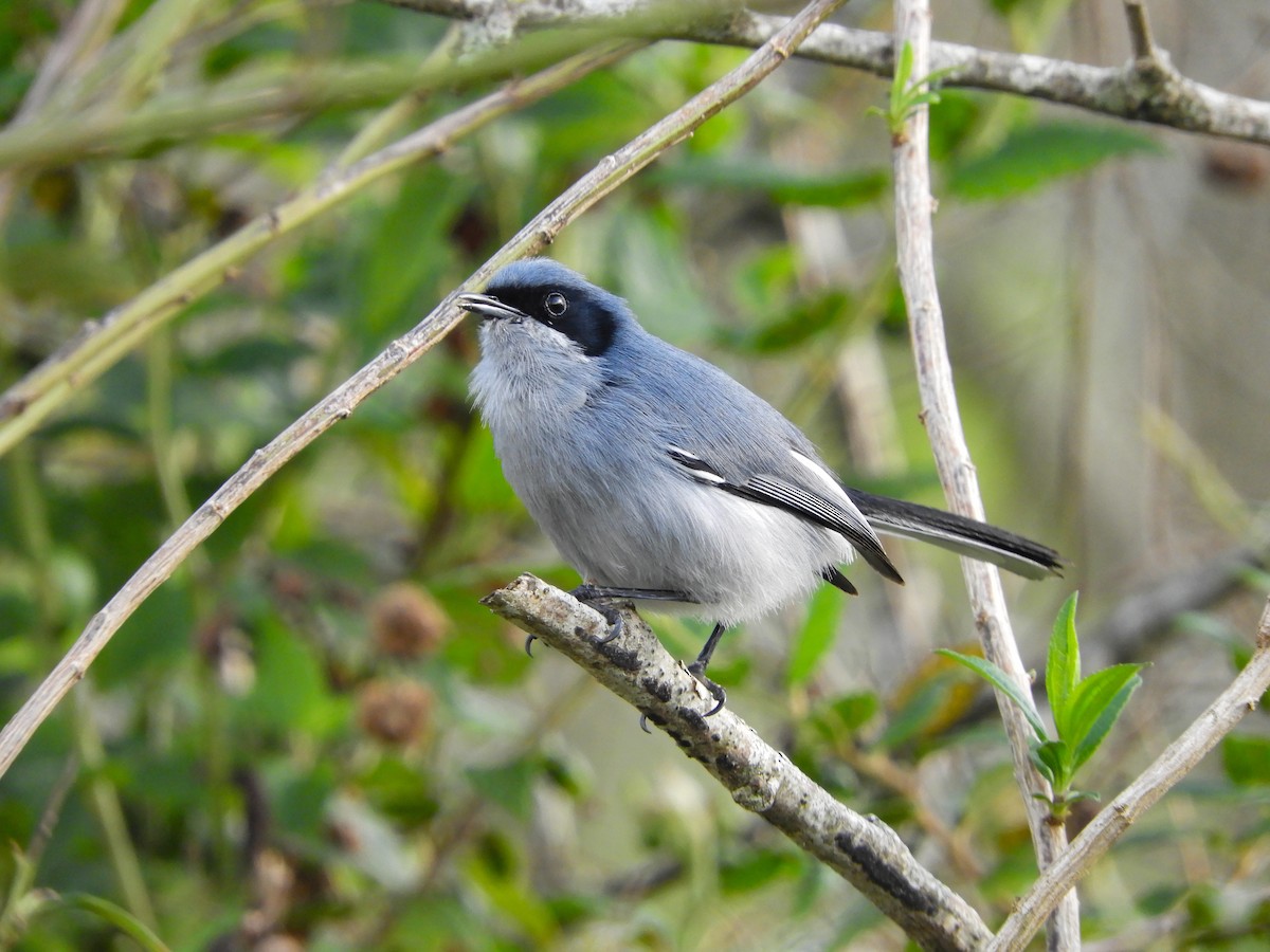 Masked Gnatcatcher - ML642615203