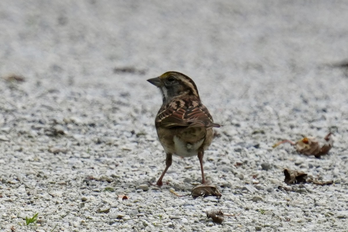 White-throated Sparrow - ML642615209