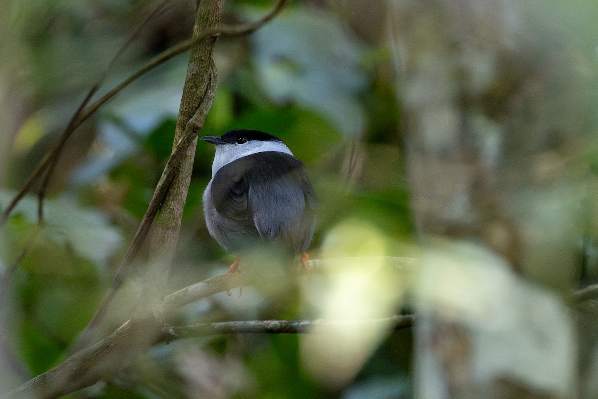 hvitskjeggmanakin - ML642615210