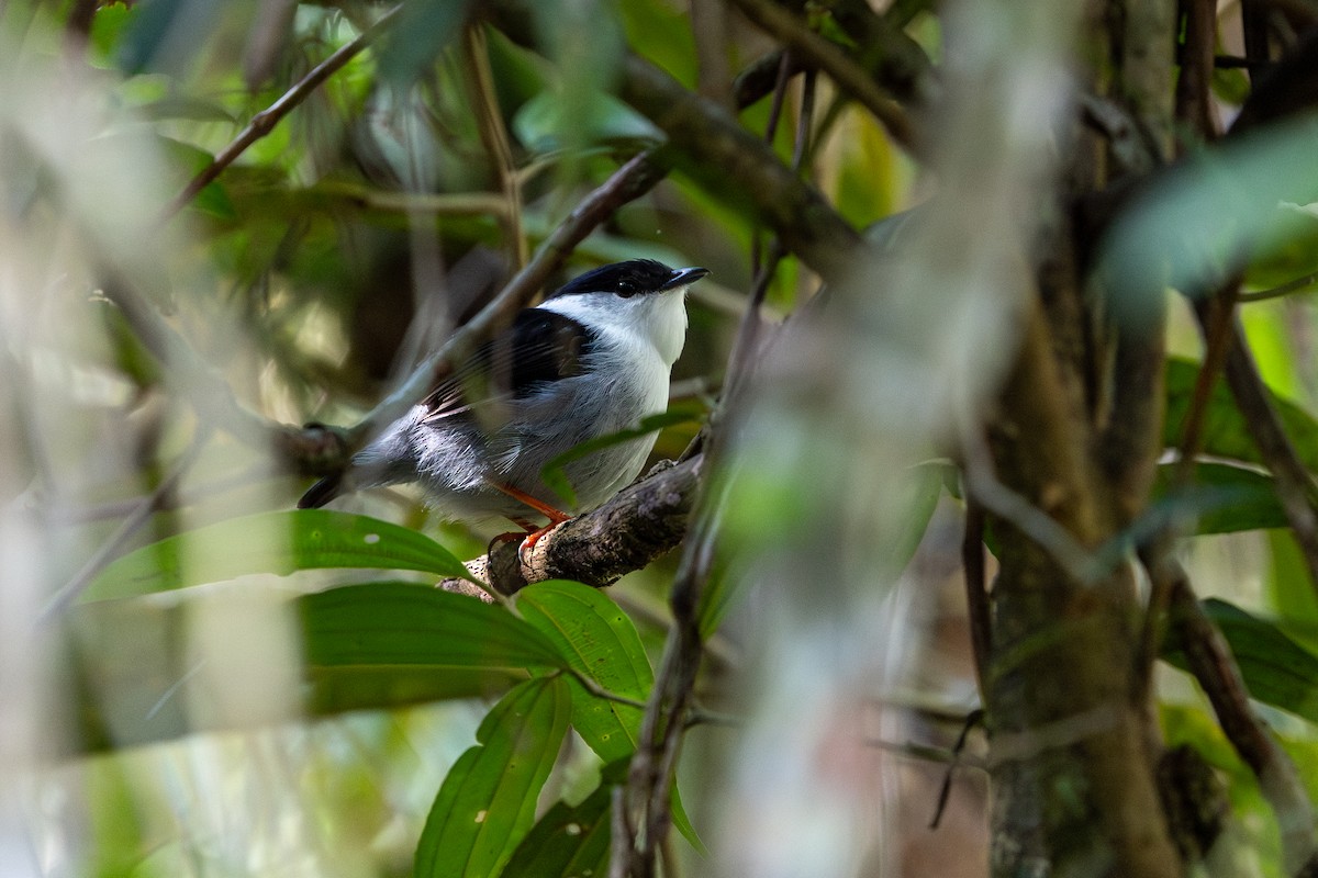 hvitskjeggmanakin - ML642615211