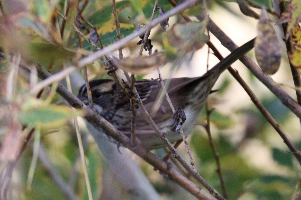 White-throated Sparrow - ML642615215