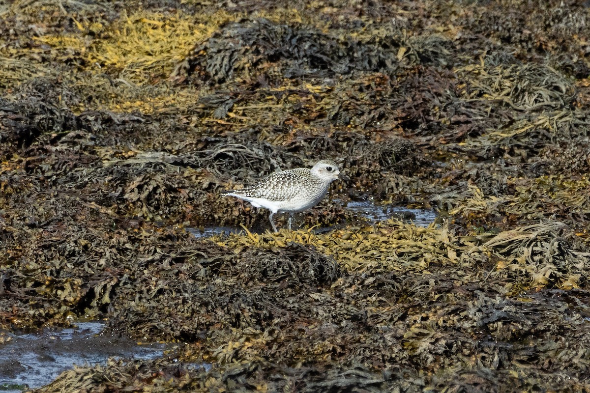 kulík bledý - ML642615218