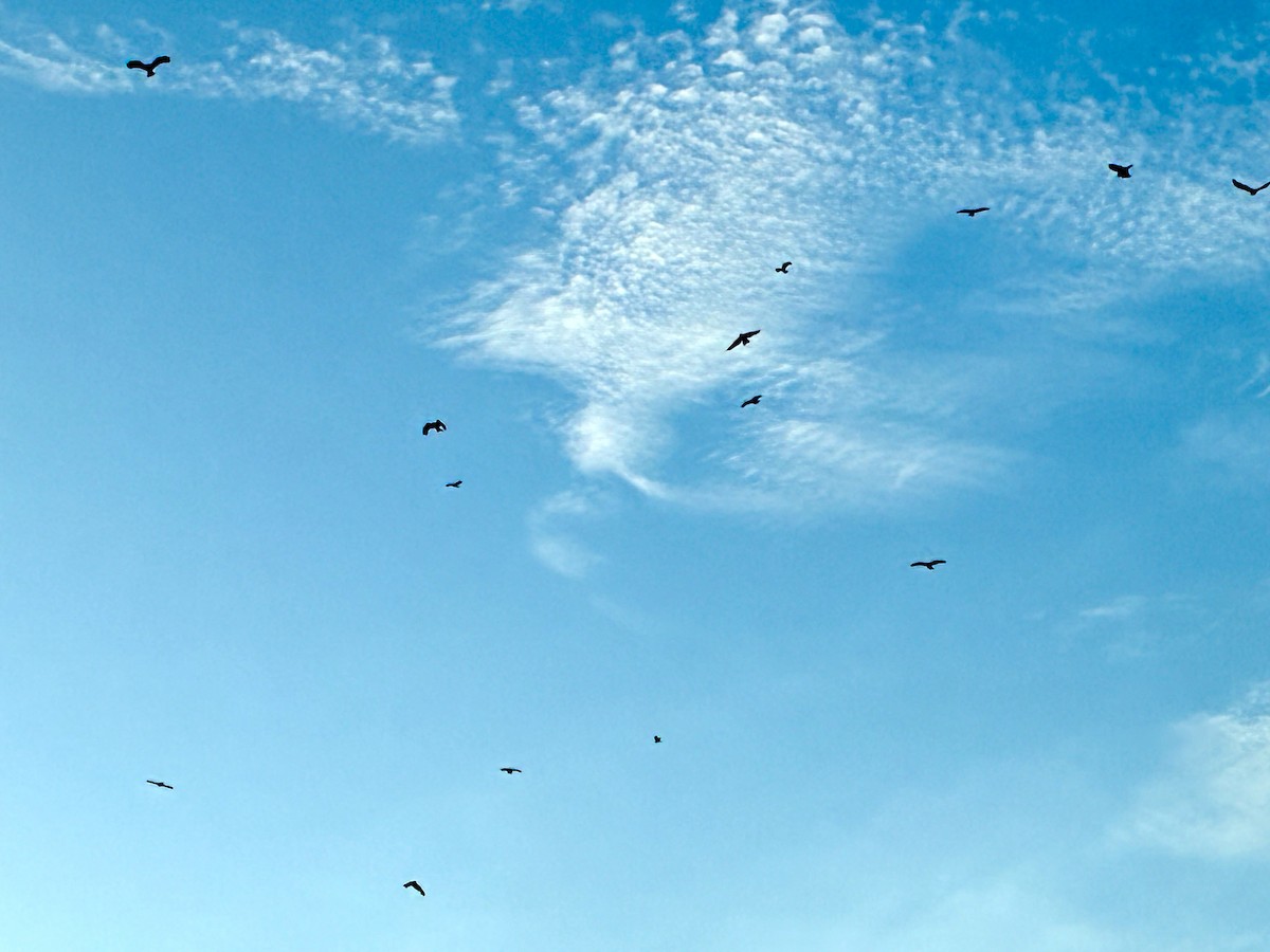 דיה שחורה (מערבית) - ML642615233