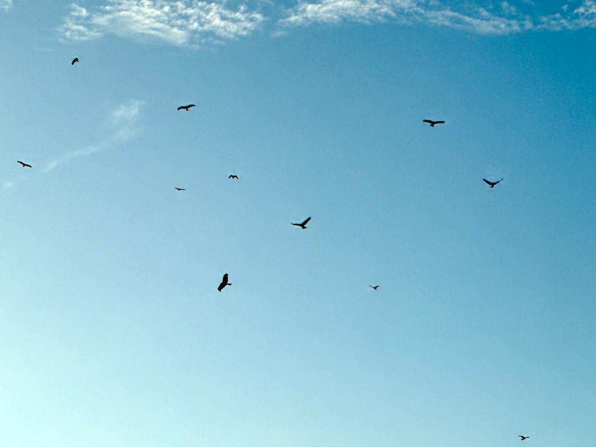 דיה שחורה (מערבית) - ML642615234