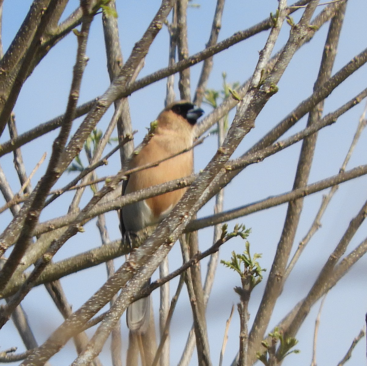 Cinnamon Tanager - ML642615237